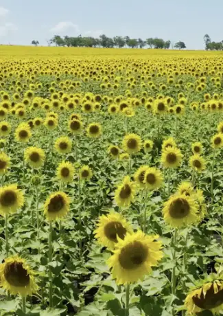 visit toowoomba region image