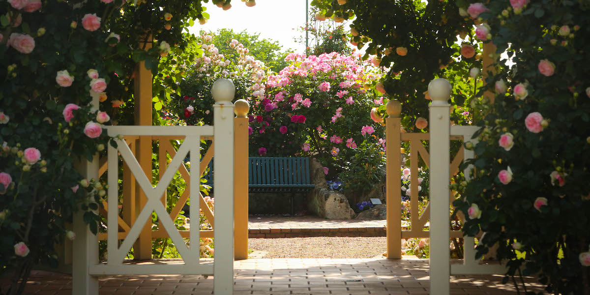 History of the Morwell Centenary Rose Garden